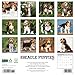 Willow Creek Press, Just Beagle Puppies 2026 Wall Calendar, 12'' X 12'', 18-Month Calendar with Stapled Binding