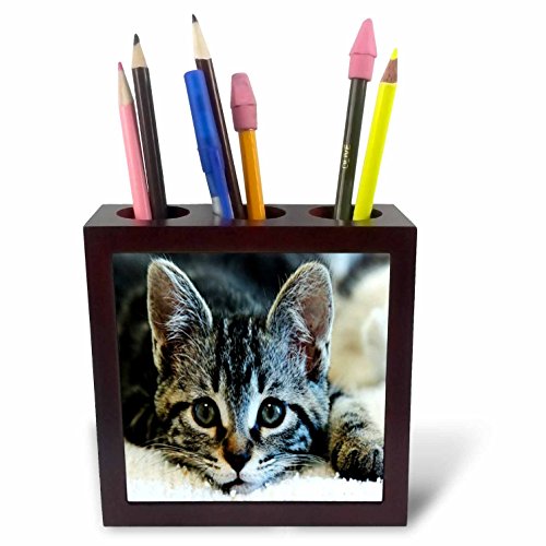 3dRose ph_98562_1 Cant Resist Adorable Kitten Closeup Tile Pen Holder, 5-Inch