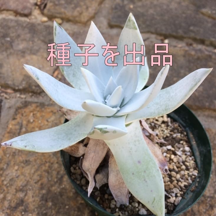 Amazon.co.jp: ダドレア ブリトニー 仙女盃 種子100粒 タネ 多肉植物