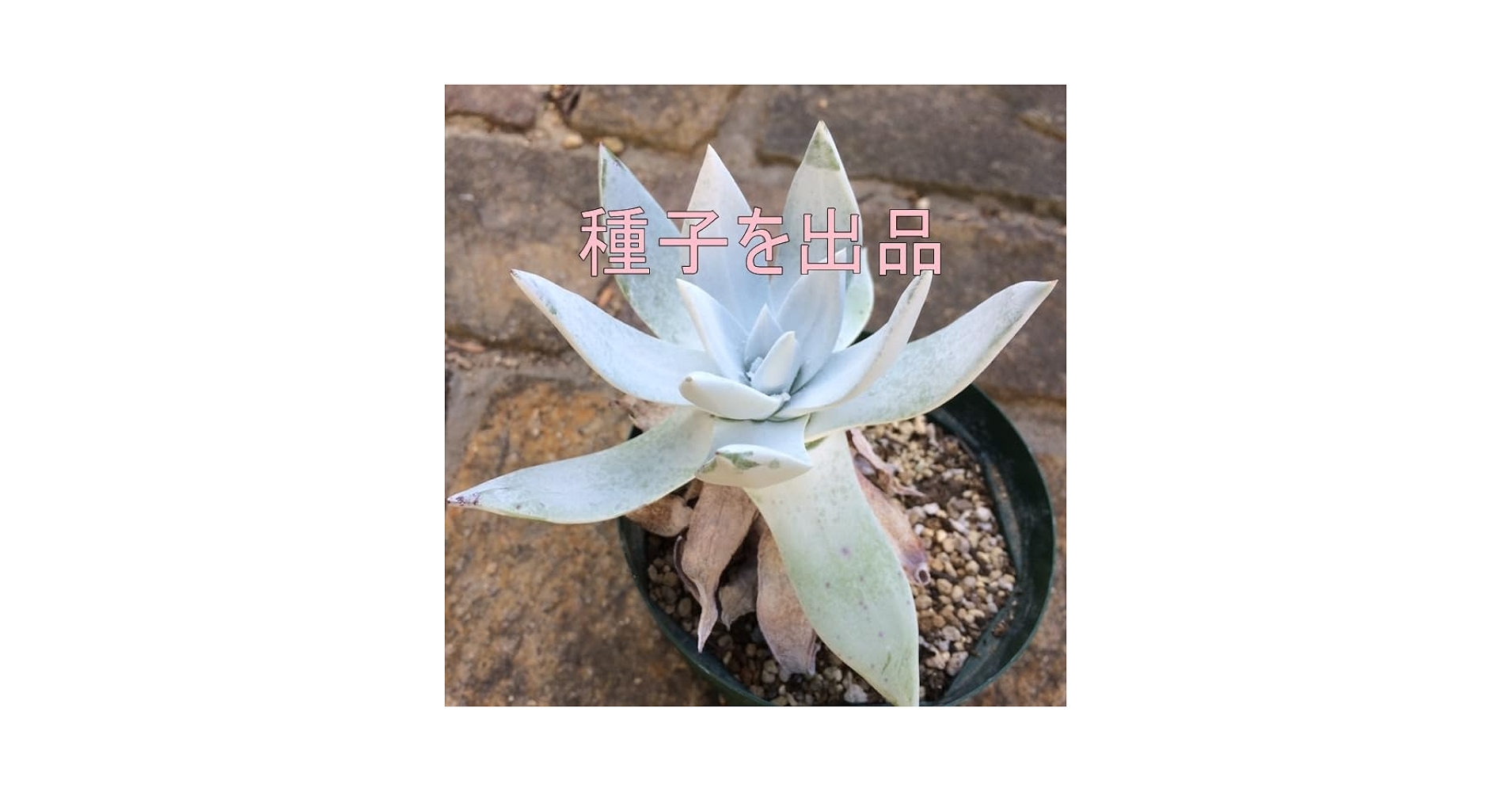 ダドレア・仙女盃（特大）　ブリトニー ダドレア・仙女盃（特大） ブリトニー Dudleya Brittonii