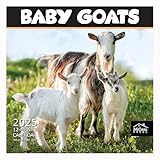MICASA PRESS - Baby Goats 2025 Wall Calendar 12 Month | 12' x 24' Open | Thick & Sturdy Paper | Giftable | Calendar 2025