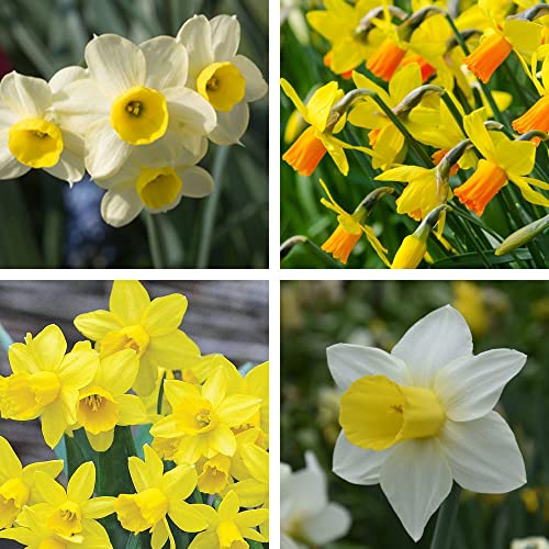 5 x Dwarf Narcissi Mixed – Spring Flowering Bulbs – Scented Yellow Blooms of Daffodils – Perennial – Compact & Free Flowering – for Your Beautiful Garden