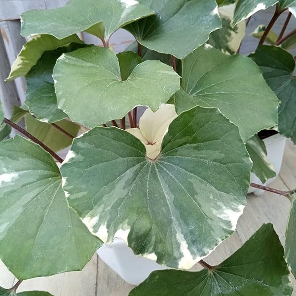 Amazon.co.jp: ツワブキ：浮雲錦（うきぐもにしき）5号鉢植え [通年芸