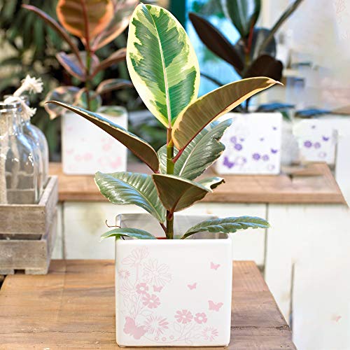 1 x Ficus Tineke | Planta de Regalo de Interior para el Hogar o la Oficina | 30-40 cm con Maceta
