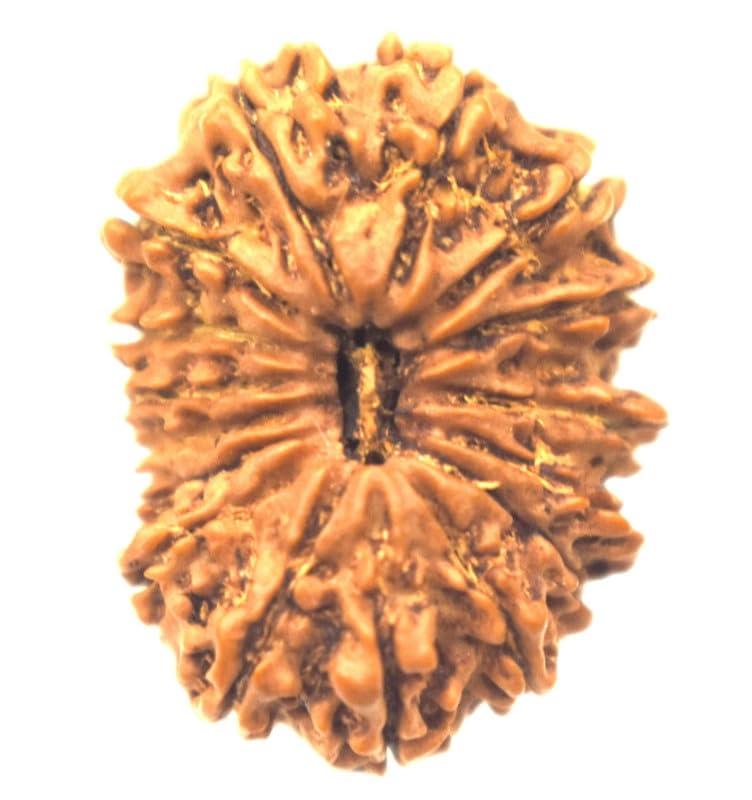 QUEEN-GEMSQUEEN-GEMS Genuine 16 Mukhi Rudraksha Original Certified Nepali Solah Mukhi Rudraksha Sixteen Face Rudraksha 16 Face Rudraksha Sixteen Mukhi Rudraksha for Men & Women 16 मुखी नेपाली असली रुद्राक्ष
