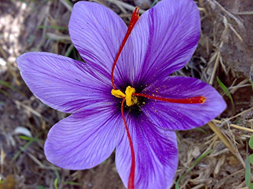 Image of Live Original Saffron Bulbs Pack of 5 - Crocus Sativus Kesar Flower Plants