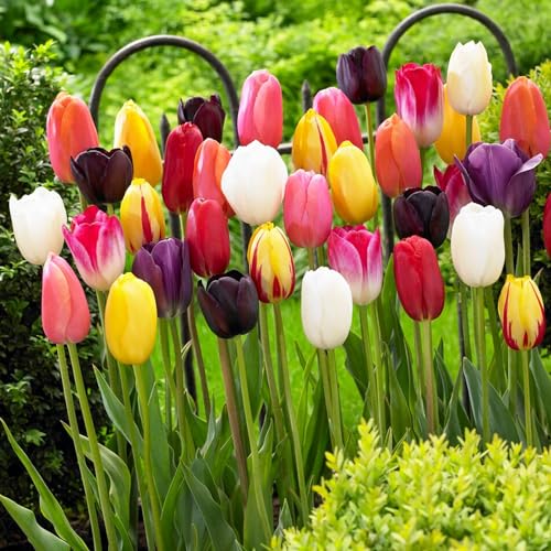 25 bulbos de Tulipán Riesen Darwin Hybrid Mezcla de Primavera | Bulbos exclusivos de Tulipanes de Holanda | Mínimo 5 variedades y colores diferentes | Tulipanes resistentes al invierno y perennes