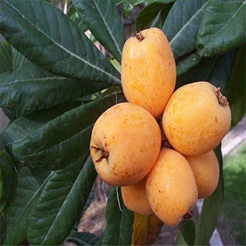 Maserfaliw Loquat Tree Seed 20Pcs Loquat Tree Seed Moistening Lung Relieving Cough Fruit Garden Yard Plant Loquat Seed