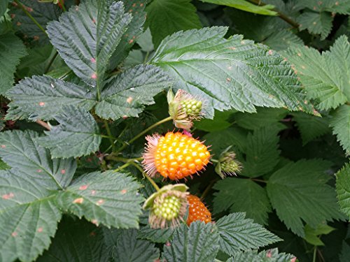 20 Salmonberry Russian Raspberry Rubus Spectabilis Fruit Seeds Purple Flowers #TOP7