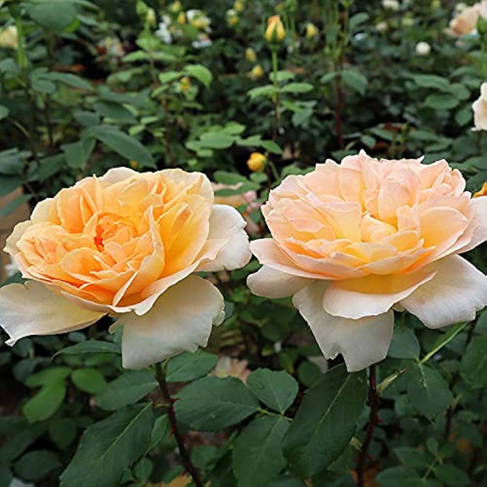 Amazon.co.jp: バラ苗 【フロンティア】 (新苗植え替え) ハイブリッド