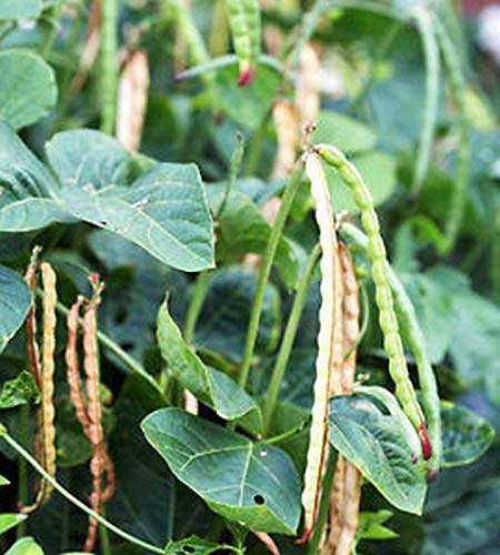 Dixie Lee Crowder Pea