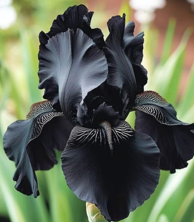 Live Iris Perennial Plants, Vibrant Blooms Hardy Shrub for Outdoor Container Garden-that Grow Fast/Golden Jade Carving-4 Bulbs-I