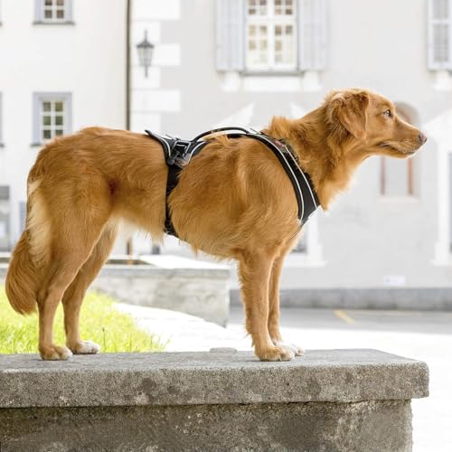 Magnetic Belka Comfort Harness Black S