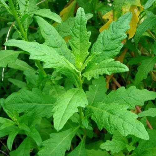 90pcs Epazote Plant Seeds