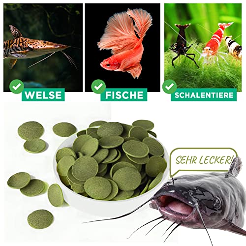 Wels Futtertabletten 1kg (ca. 2ltr.) XL Pack, Welsfutter, Wels Chips mit Spirulina, Fischfutter Aquarium, Welstabletten, geprüfte Qualität von deutschem Anbieter – Bild 5