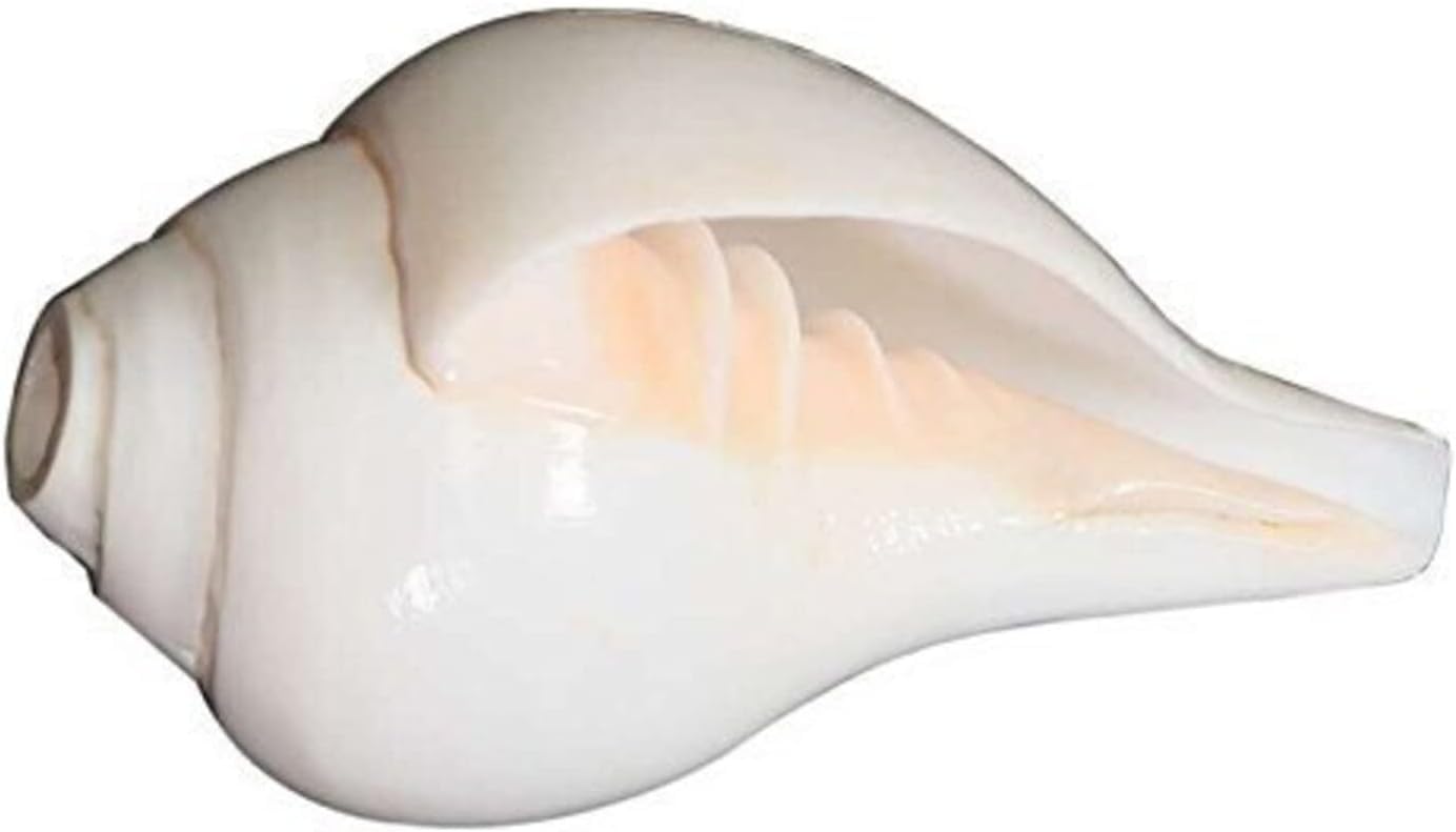 Coquilles de conque Shankh naturelles pour prière Pooja Home Temple – 12,7 cm de long
