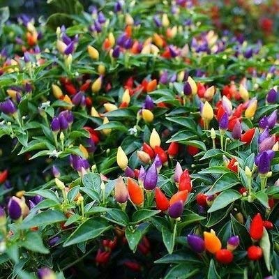 Golden Hills Farm hybrid Rainbow Chilli Ornamental Pepper Vegetable Seed Capsicum Annuum 40+ seeds (B094H5XN1J) Amazon Price History, Amazon Price Tracker