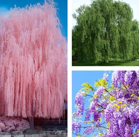 Fresh 30pcs Mixed Willow Tree Seeds