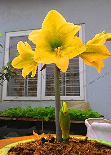 Amazon Co Jp 大セール1個 ロット 混合色 アマリリス球根 アマリリス球根 3 6センチメートル直径で 100 発芽盆栽植物の無料shippi 12 Diy 工具 ガーデン
