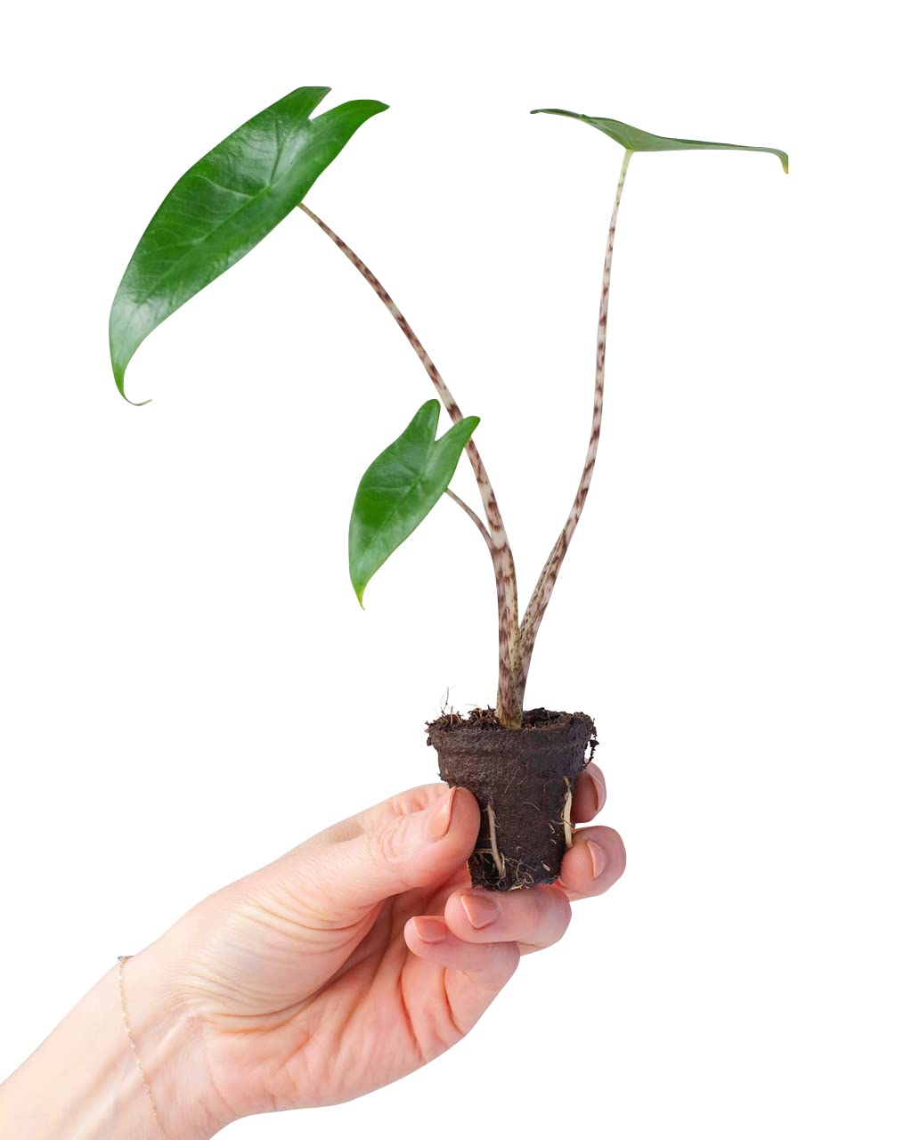 scissors for bonsai Bonsaify main image 0