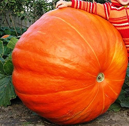 Miniatura 5 de Semillas gigantes de calabaza titán, 10 semillas para plantar semillas de calabaza de huerto