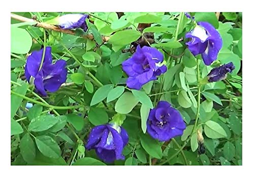 Seeds & Plants Shop by Ipsa Stk - 15x Clitoria ternatea blau Schmetterlingserbse Pflanzen - Samen ID26 - Seeds Plants Shop Samenbank Pfullingen Patrik Ipsa - Image 4