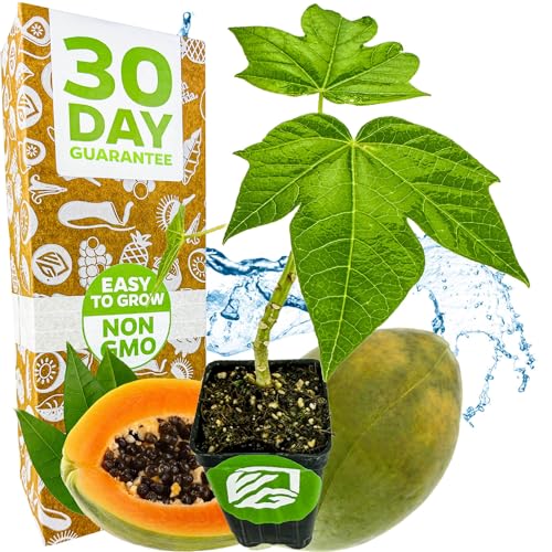 Papaya Tainung (Carica Papaya) Live Tree Plant - Dwarf Tropical Fruit Starter, Real Exotic Garden Plant, Wellspring Gardens, Indoor/Outdoor Planting, Rooted in 3-Inch Pot, Ideal for Papaya Lovers
