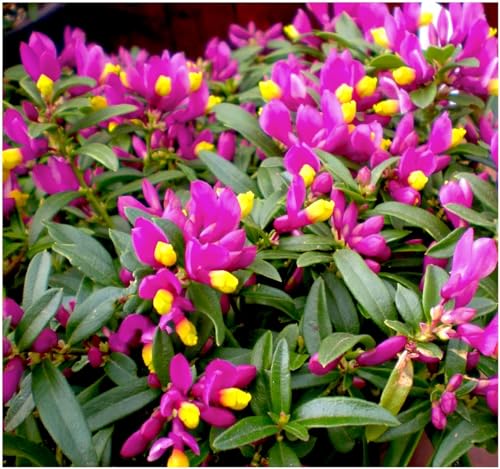 GrowOn Shrubs Polygala Chamaebuxus Grandiflora | Evergreen Shrub | Outdoor Garden Ready Plant | Spring and Summer Flowering | Purple, Yellow Flowers