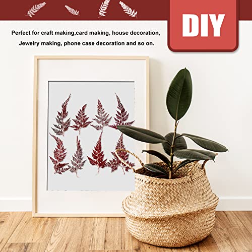 Hojas de helecho secas prensadas naturales, 42 piezas miniatura 5