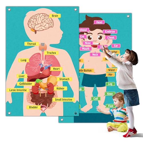 ChoirLingo Human Body Model for Kids - Body Parts Toys, Poster & Felt Board Cognitive Toy for Wall...