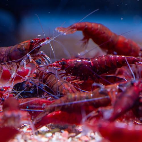 AquabreedingSkill 10 stück Garnelen - Aquarium Garnelen lebend - zwerggarnelen neocaridina friedliche Bewohner für Aquarien Größe 1-1,5 cm (Bloody Marry)