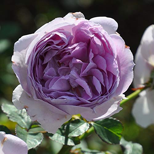 Amazon.co.jp: バラ苗 【リラ】 (大苗) フロリバンダ 四季咲き 中輪 紫