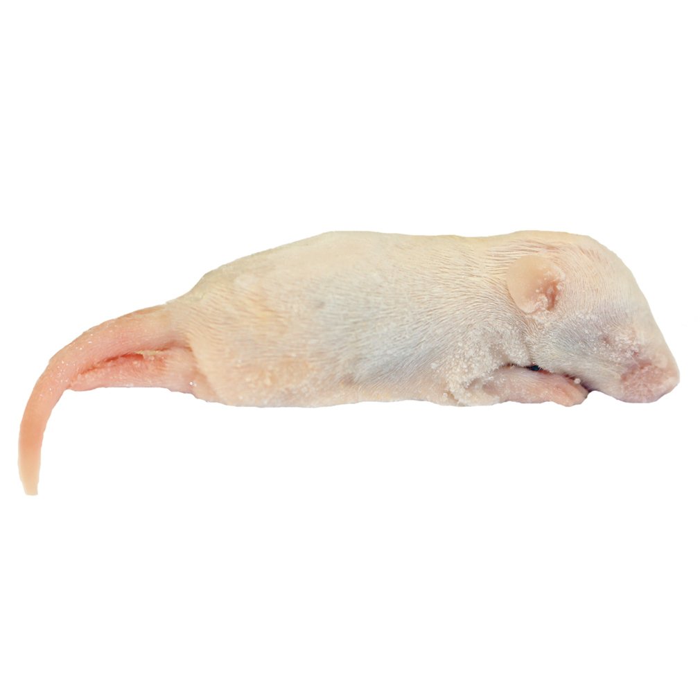 Frozen Mice - Crawlers 6-10g - Pack of 25