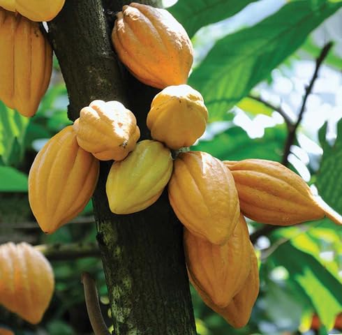 Fresh 30pcs Green Cocoa Tree Seeds