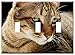 Switch Plate Triple Toggle - Cat Pet Cat Mia Gel Reviews Animal Cuteness