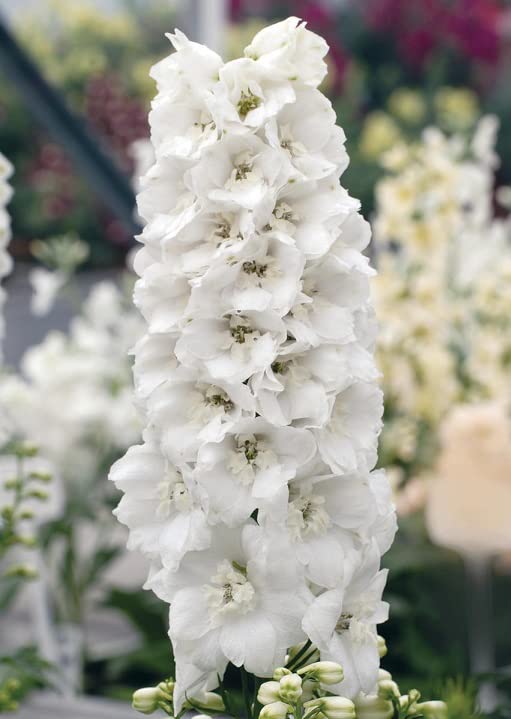 Delphinium 'Guardian White’ Large Perennial Plug Plants Pack x6
