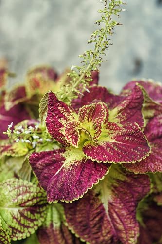 Rainbow Coleus Seed Mix (Plectranthus scutellarioides) - Colorful Foliage for Shade Gardens and Containers | Non-GMO Seeds for Planting | Low-Maintenance Annual or Perennial (50)