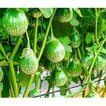 100+ Thai Eggplant Seeds for Planting - Round Eggplant is Ornamental and Tasty