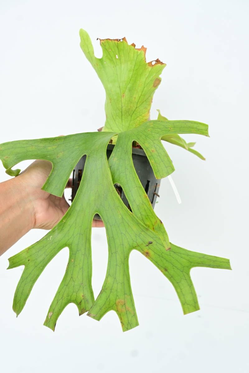 コロナリウム フィリピネス Platycerium coronarium phils dwarf ビカクシダ コロナリウム