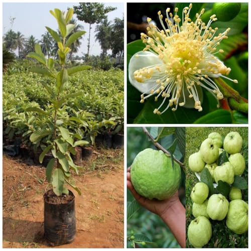 Image of Guava Plant Hybrid Air Layering, 1 Plant (Banarasi Surkha Guava),CF SG46