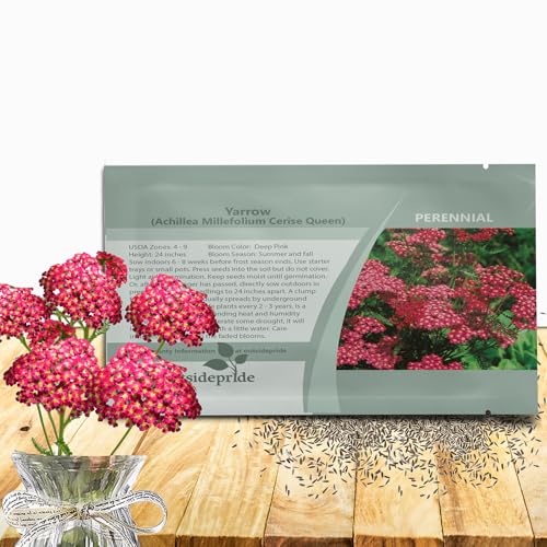 Outsidepride Cerise Queen Yarrow Seeds – 10000 Pcs. Perennial, Versatile, Clump-Forming, & Drought Tolerant Flower Seeds for Planting Fragrant & Vibrant Blooms, Ideal for Pollinator Gardens