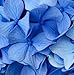 'Nikko Blue' Hydrangea macrophylla - Bigleaf - A 4