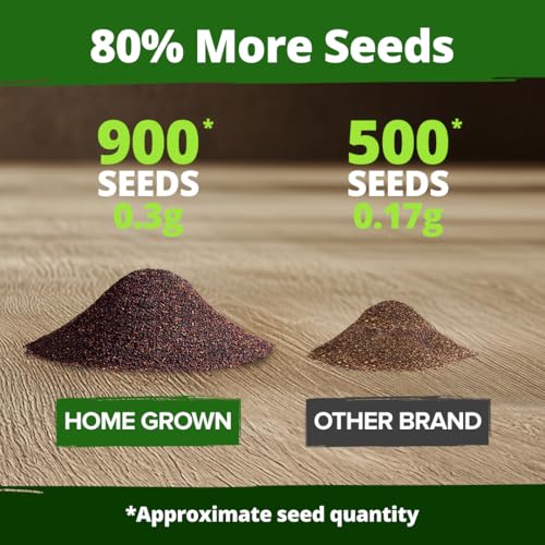 Image of HOME GROWN Coleus Seeds for Planting - 900 Rainbow Coleus Plant Seeds, Multicolor Spring 2026 Flower Seed Annual /Perennial House Plants for Garden Outdoors & Indoors (Plectranthus scutellarioides)