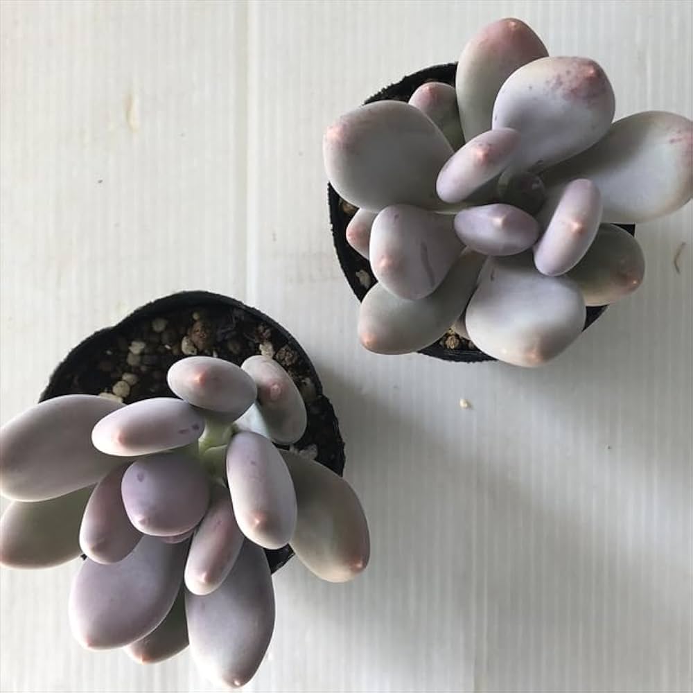 多肉　パキフィツム 紫美人 パキフィツム パープル美人 Pachyphytum 'Purple Bijin'｜多肉