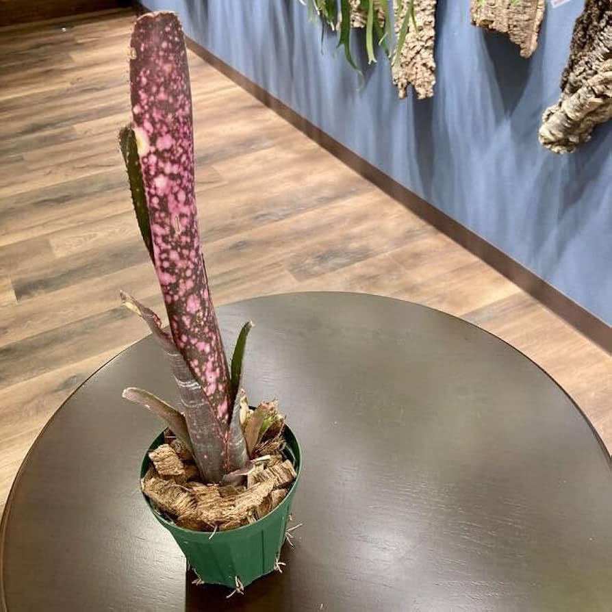 Amazon.co.jp: (現品) ビルベルギア 'ディッピンドッツ' (No.62341 Amazon.co.jp: (現品) ビルベルギア 'ディッピンドッツ' (No.62341