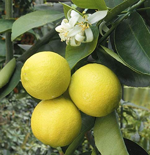 See full amazon price history chart for Plants Villa Live Mosambi/Sweet Lemon Fruit Healthy Plant With Pot Plants Villa Live Mosambi/Sweet Lemon Fruit Healthy Plant With Pot (B07Q9K65SP) Amazon Price History, Amazon Price Tracker