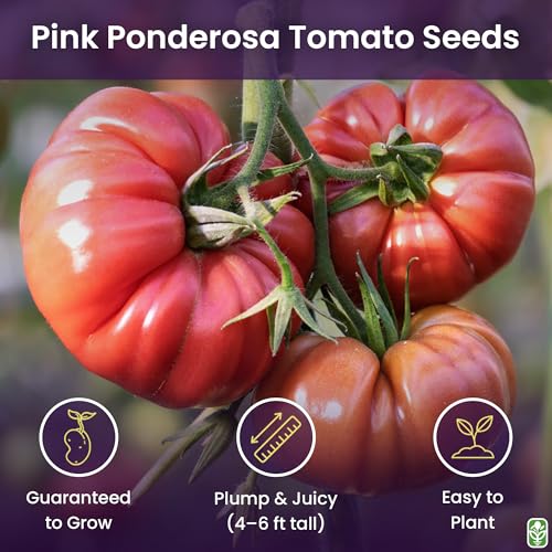 Pink Ponderosa Heirloom Tomato Seeds - Large Tomato - One of The Most Delicious Tomatoes for Home Growing, Non GMO - Neonicotinoid-Free. - Thumbnail 2