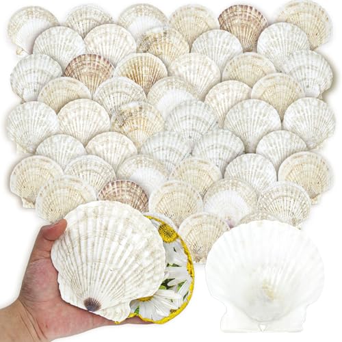 stonechic 50PCS Scallop Shells for Crafts Large 4''-5'' White Beach Natural Shells Bulk for Decoupage DIY Crafts Seashell Decorations Home Decor
