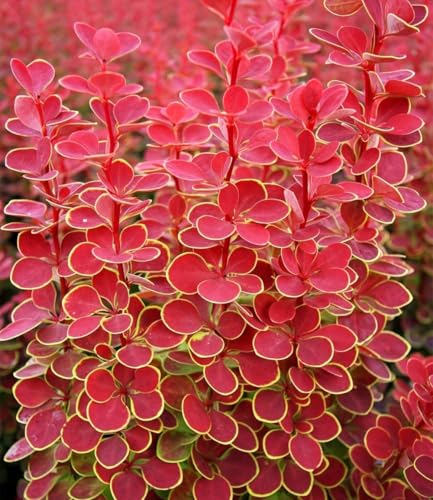 BALDUR Garten 1x Berberitze Orange Sunrise, Pflanze im 9x9 cm-Topf, bienen- & schmetterlingsfreundlich, dekorative Pflanze, winterhart, pflegeleicht, blühend, Berberis thunbergii