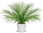 DILATATA Fausse plante 15" Plant de palmier artificiel en pot blanc Real Touch Faux Tropical Palm Tree Houseplant pour la maison Intérieur Salon Table Table de table Décorations Balcon